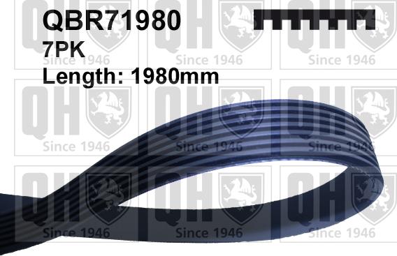 Quinton Hazell QBR71980 - Klinasti rebrasti remen  www.molydon.hr